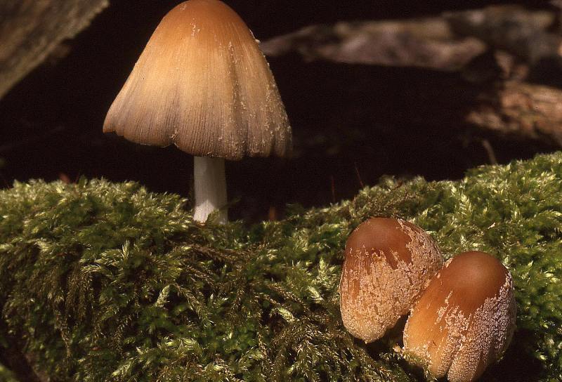 Coprinellus domesticus (door Dinant Wanningen)