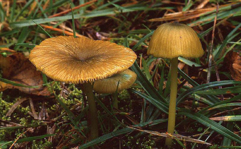 Entoloma incanum sl, incl. verae (door Dinant Wanningen)