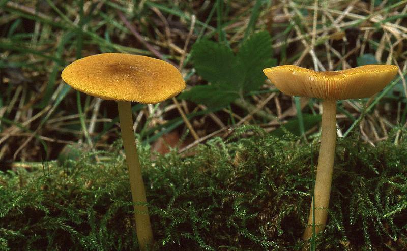 Pluteus leoninus (door Dinant Wanningen)