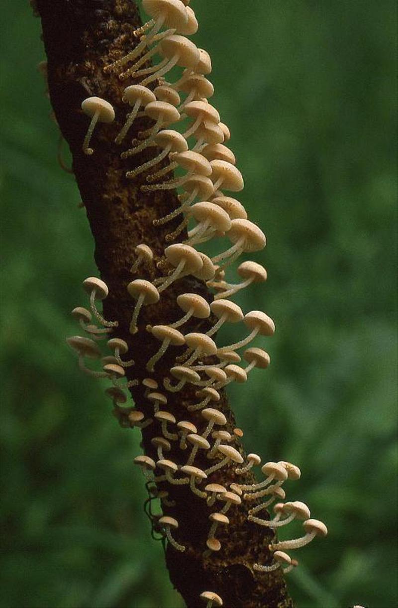 Marasmiellus ramealis (door Dinant Wanningen)