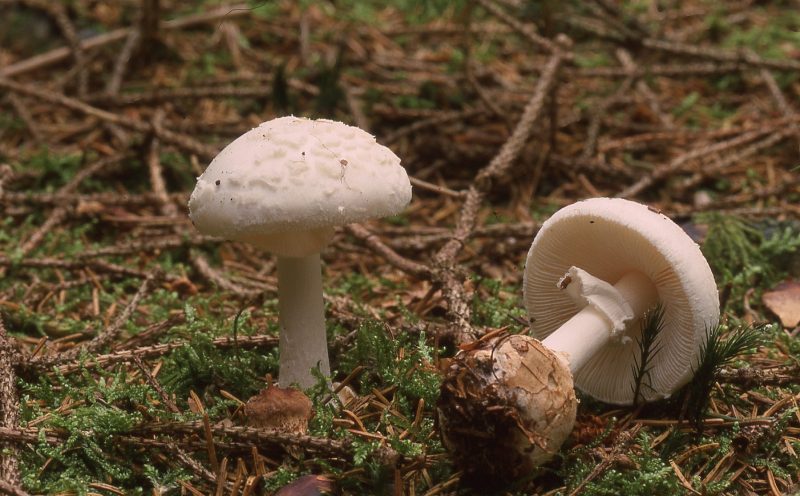 Amanita citrina var. alba (door Dinant Wanningen)