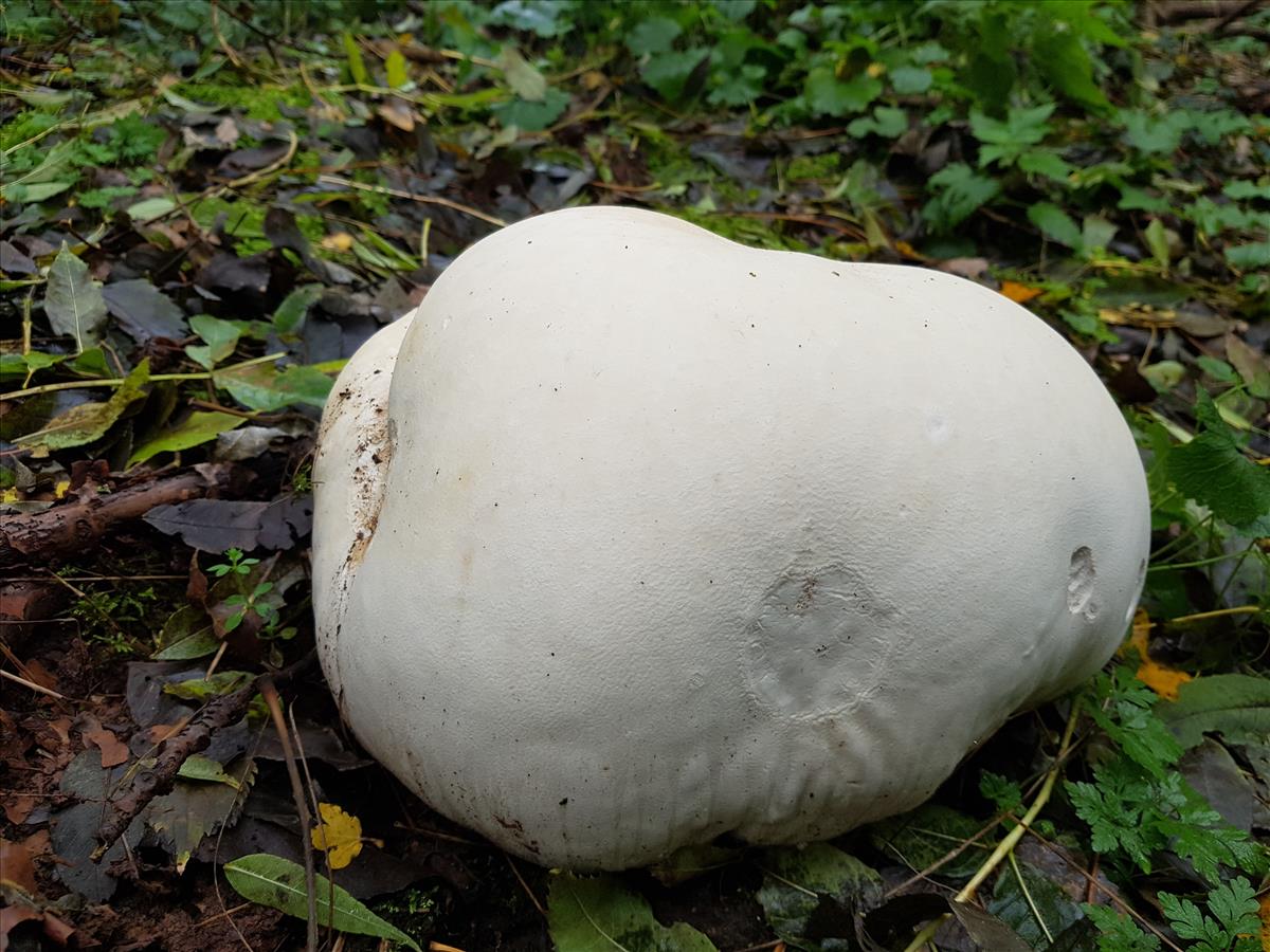 Calvatia gigantea (door Anneke Denekamp)