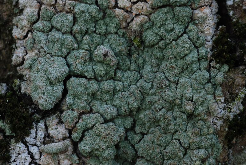 Lepraria incana (door Arjan de Groot)