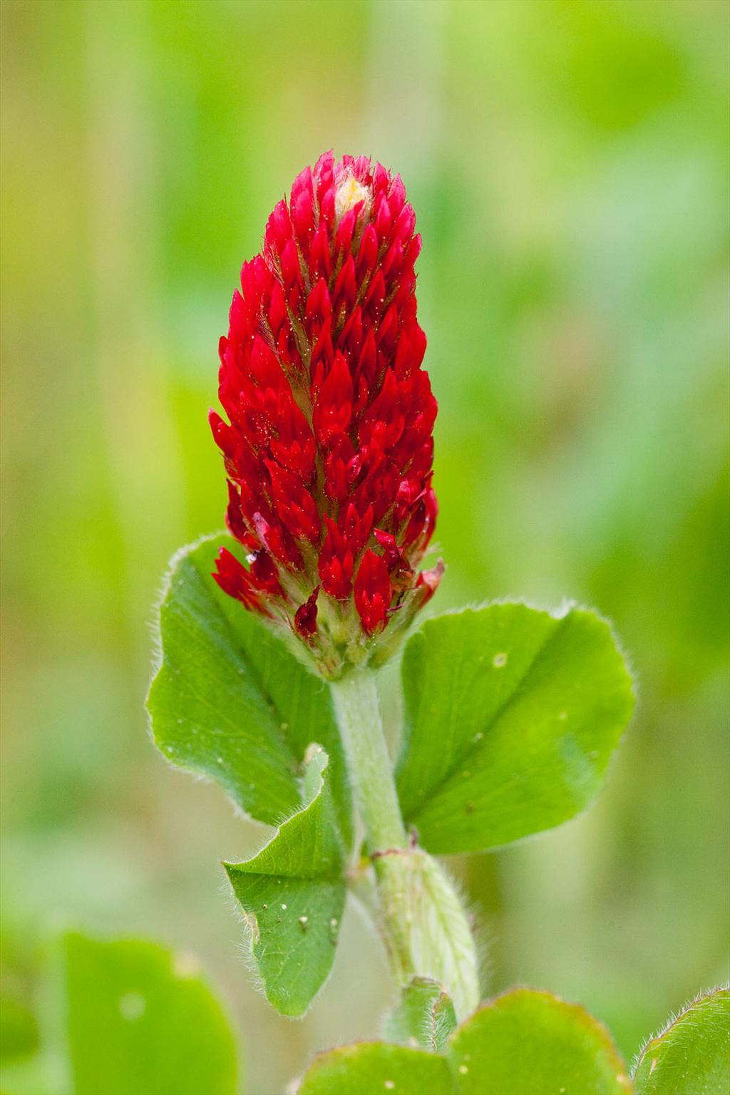 Trifolium incarnatum (door John Breugelmans)