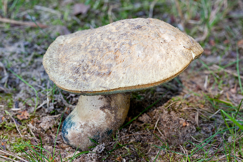 Gyroporus cyanescens (door John Breugelmans)