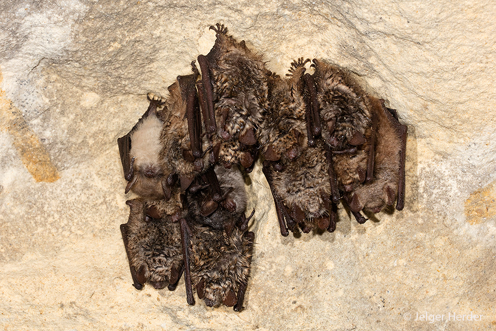 Myotis emarginatus (door Jelger Herder)