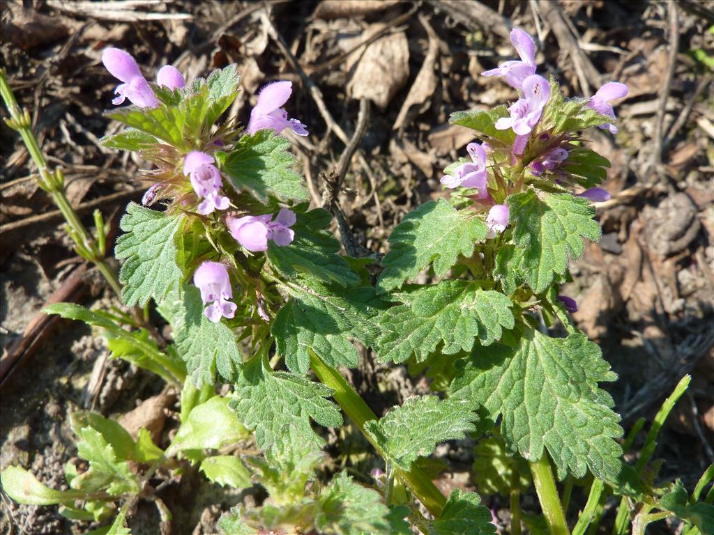 Lamium hybridum (door Koen van Zoest)