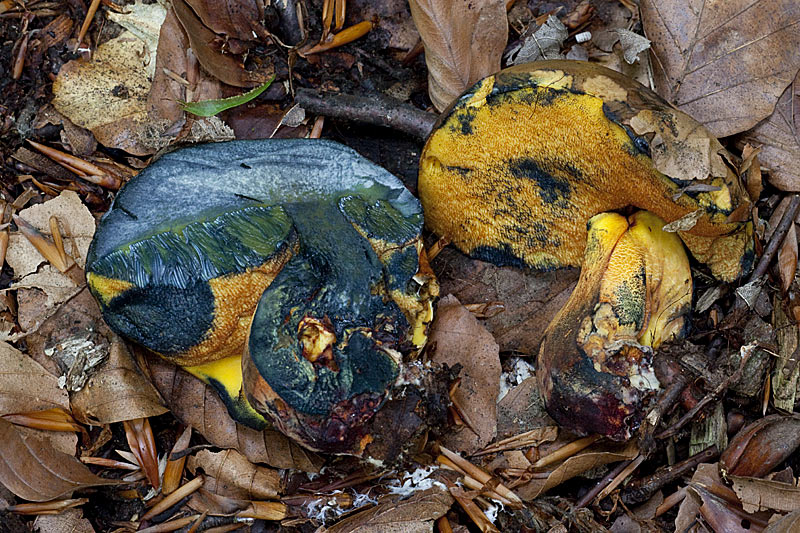 Cyanoboletus pulverulentus (door John Breugelmans)