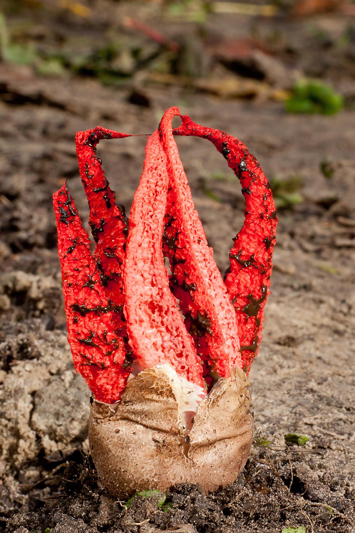 Clathrus archeri (door John Breugelmans)