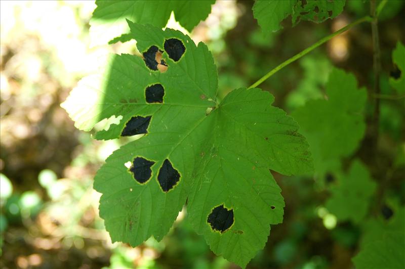 Rhytisma acerinum (door Hannie Wijers)