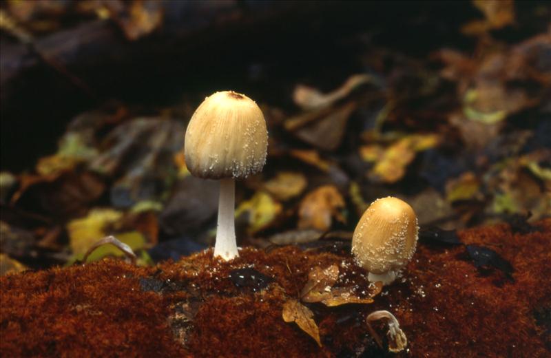 Coprinellus domesticus (door Fons. Kolkman)