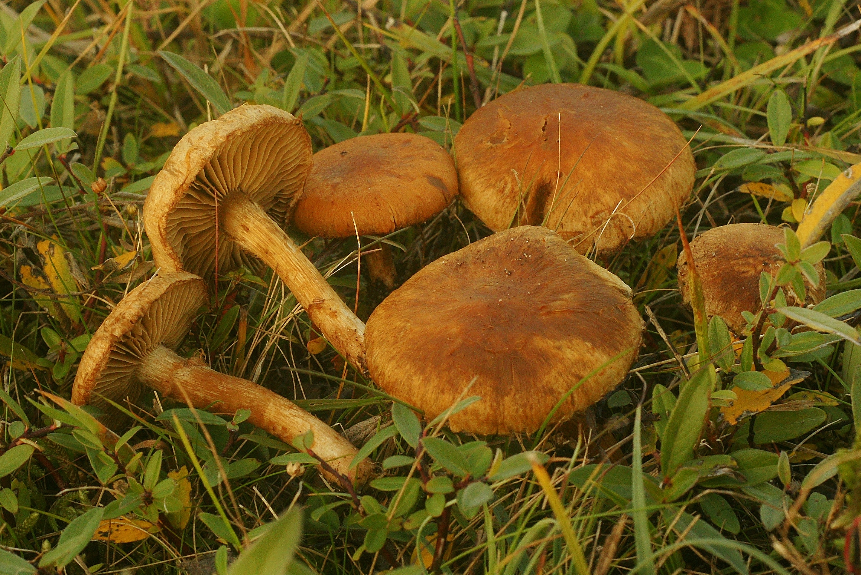 Inocybe agardhii (door Henk Remijn)