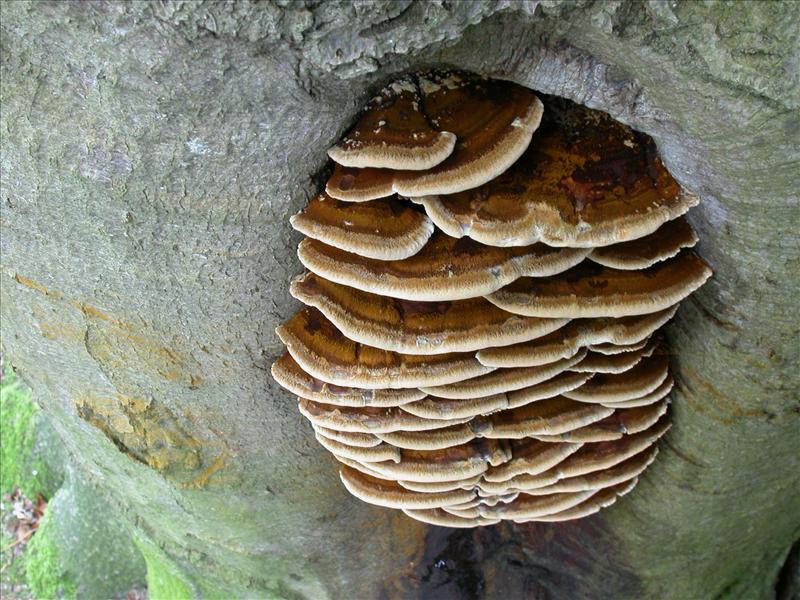 Inonotus cuticularis (door Laurens van Run)