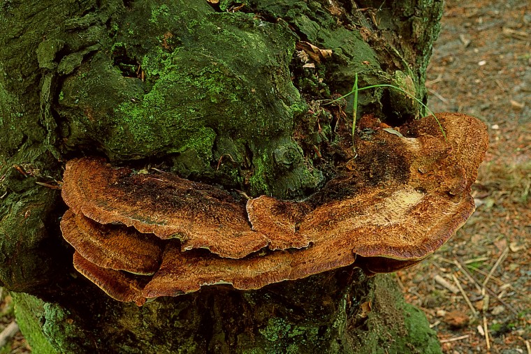 Inonotus cuticularis (door F.A. van den Bergh)