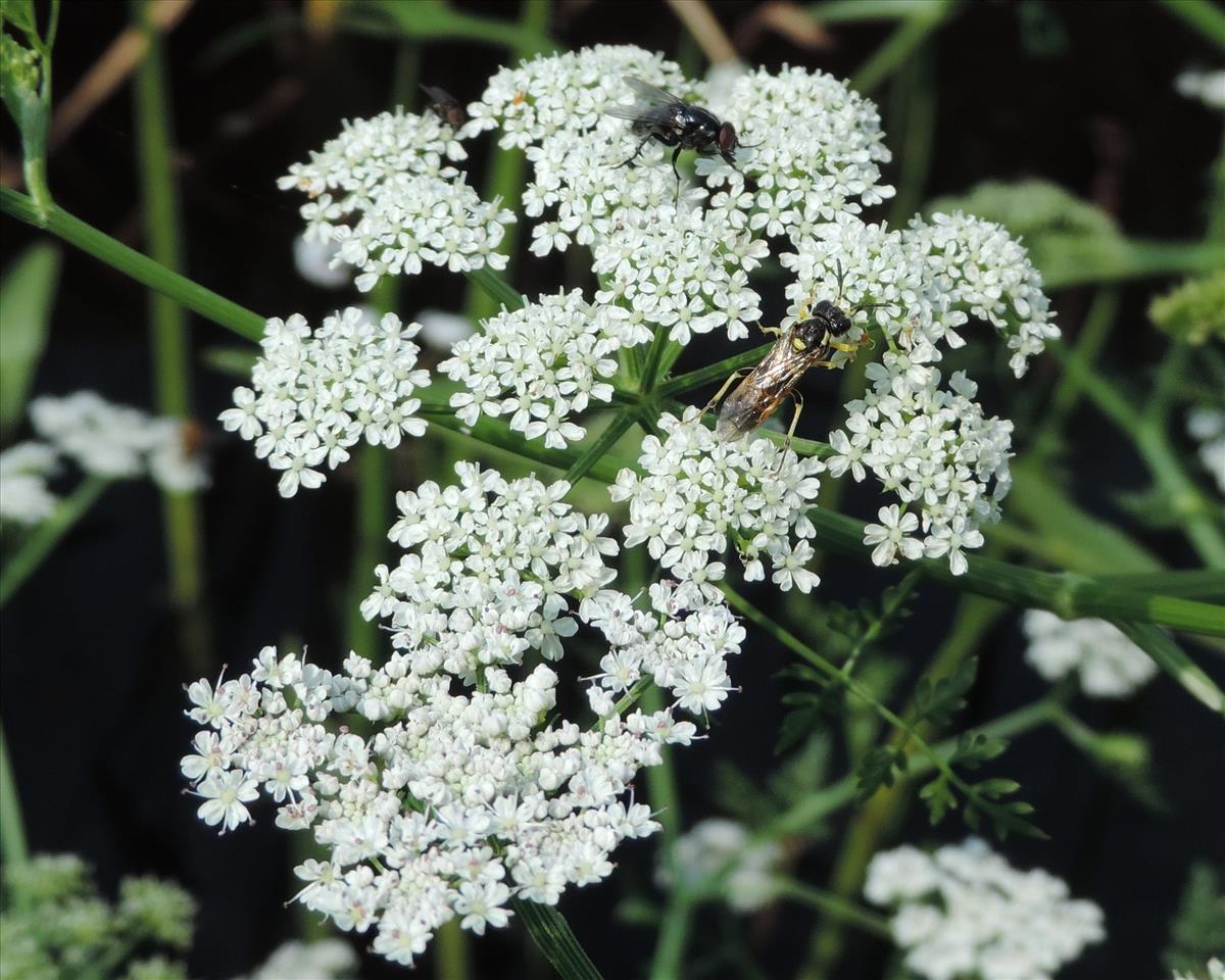 Oenanthe aquatica (door Wim van der Neut)