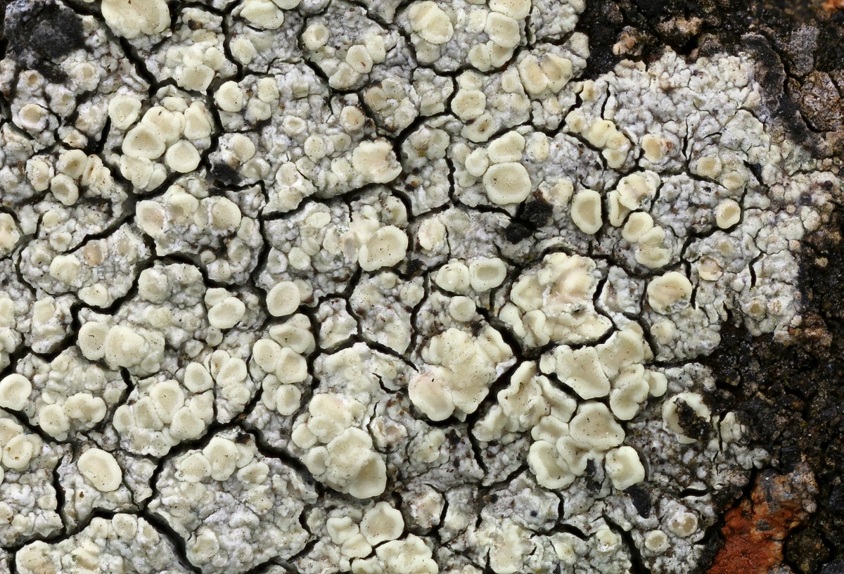 Lecanora polytropa (door Arjan de Groot)