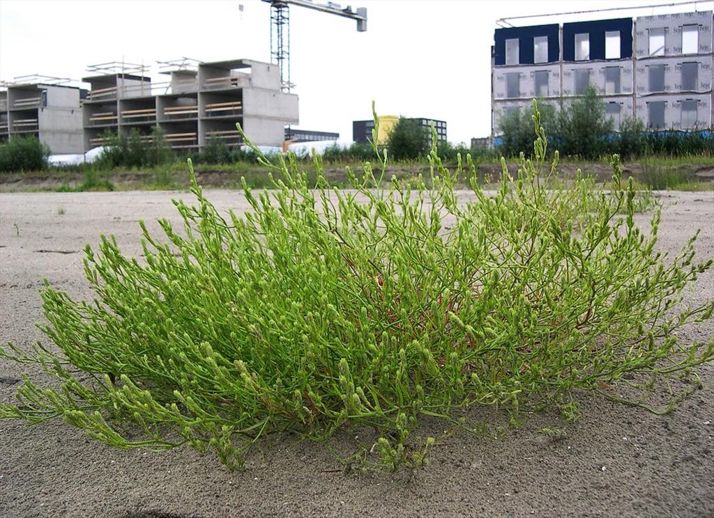 Corispermum pallasii (door Arjan de Groot)