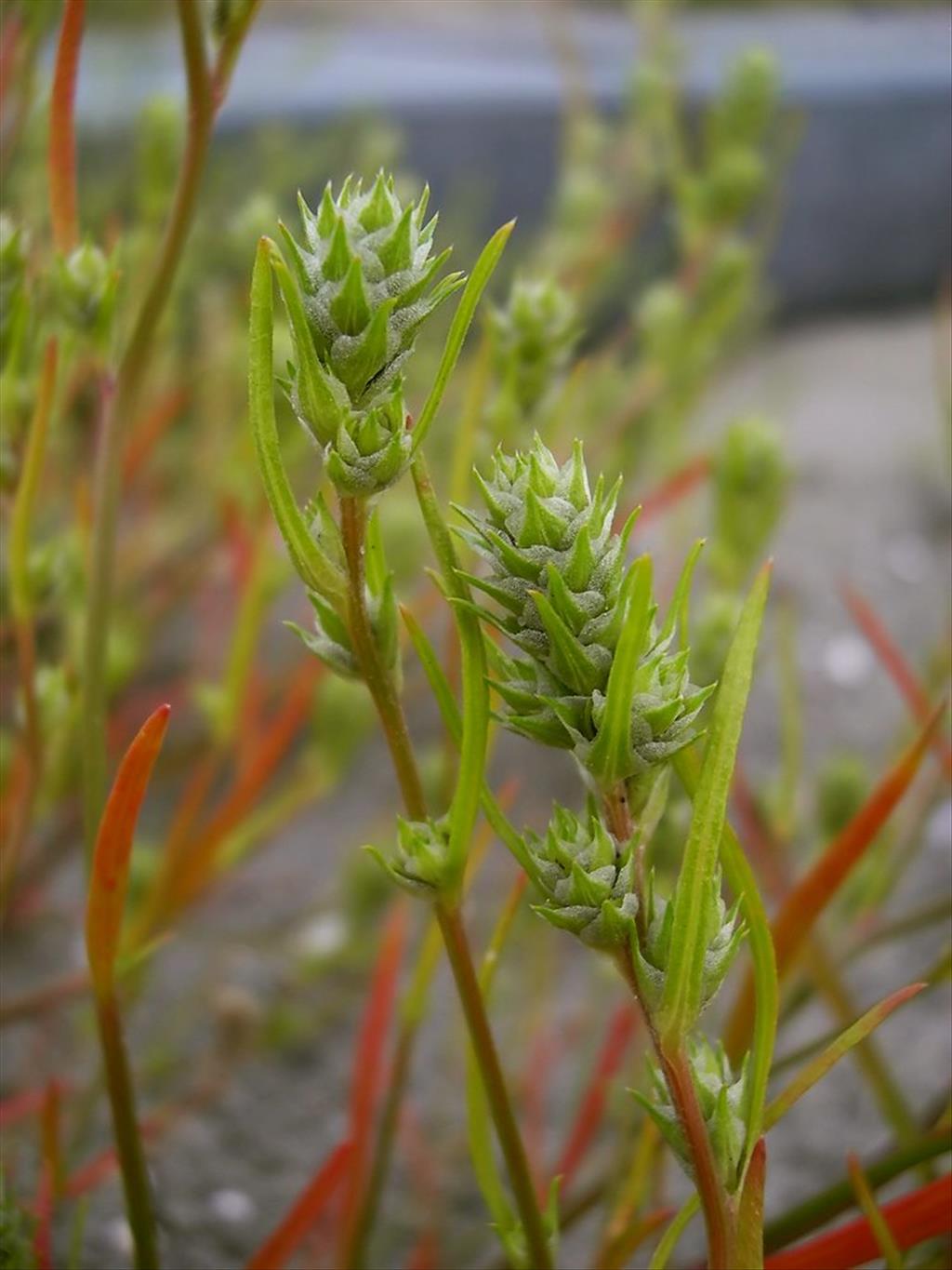 Corispermum pallasii (door Arjan de Groot)