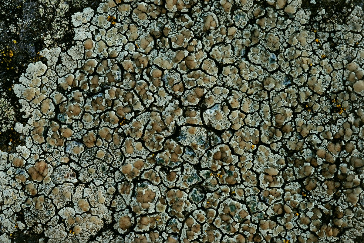 Lecanora intricata (door Arjan de Groot)