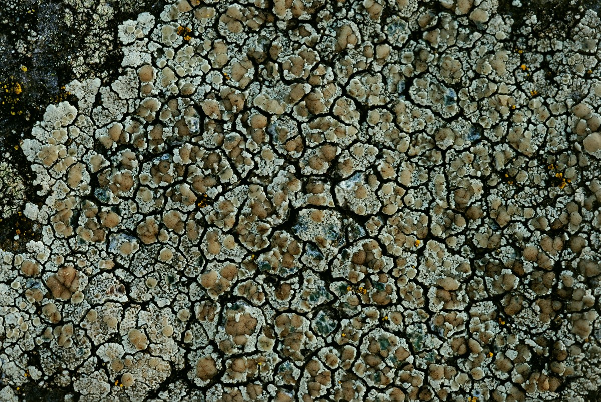 Lecanora intricata (door Arjan de Groot)