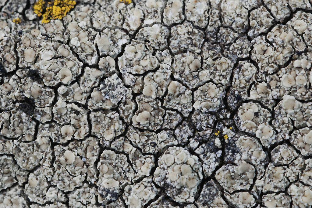 Lecanora intricata (door Arjan de Groot)