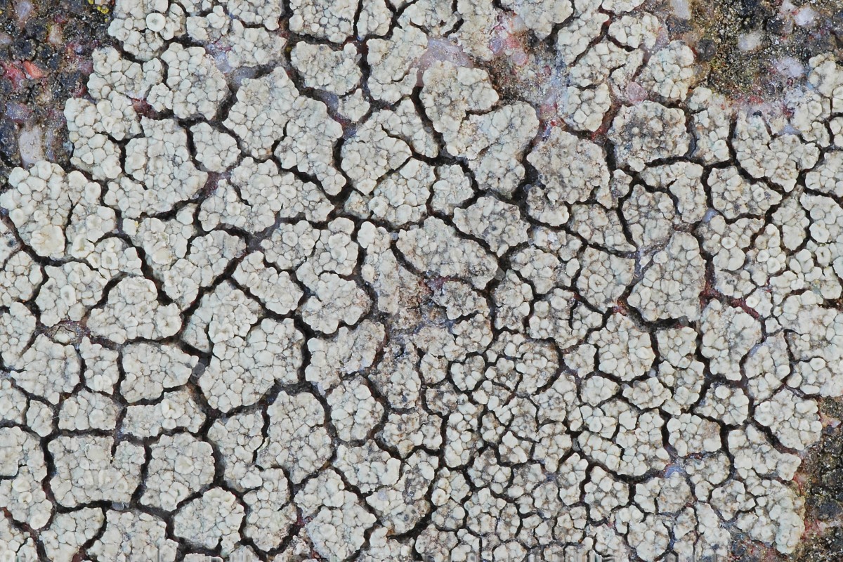 Lecanora intricata (door Arjan de Groot)