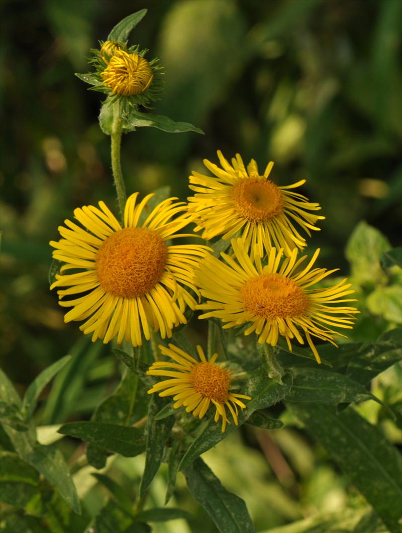 Inula britannica (door Willie Riemsma)