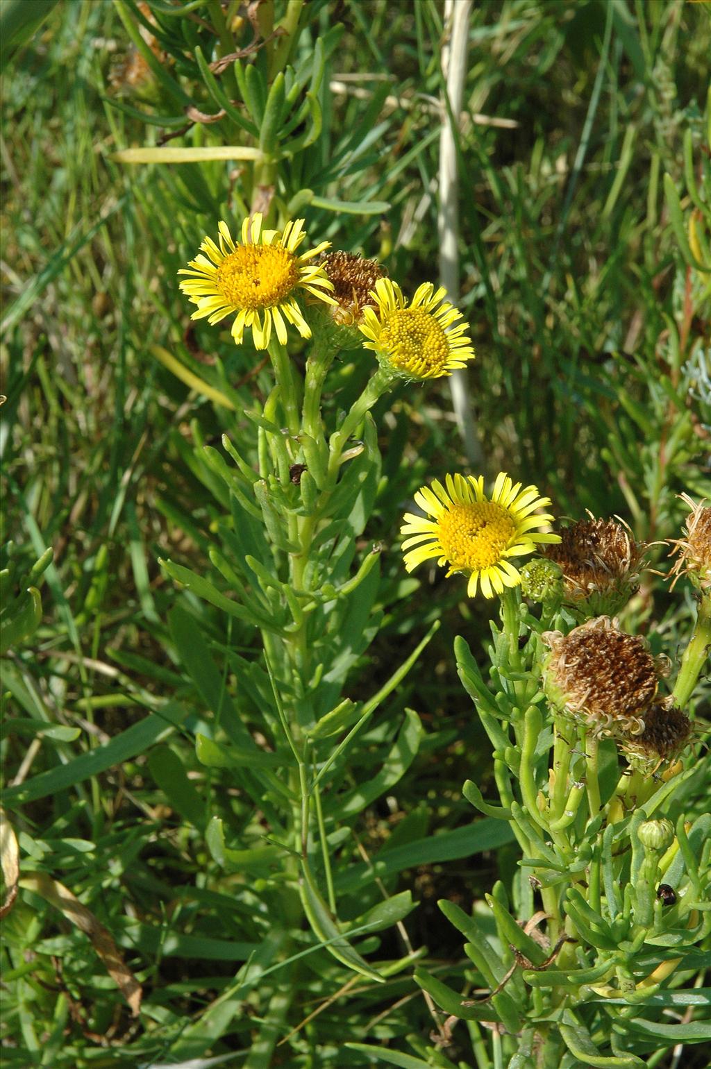 Inula crithmoides (door Bas Kers)