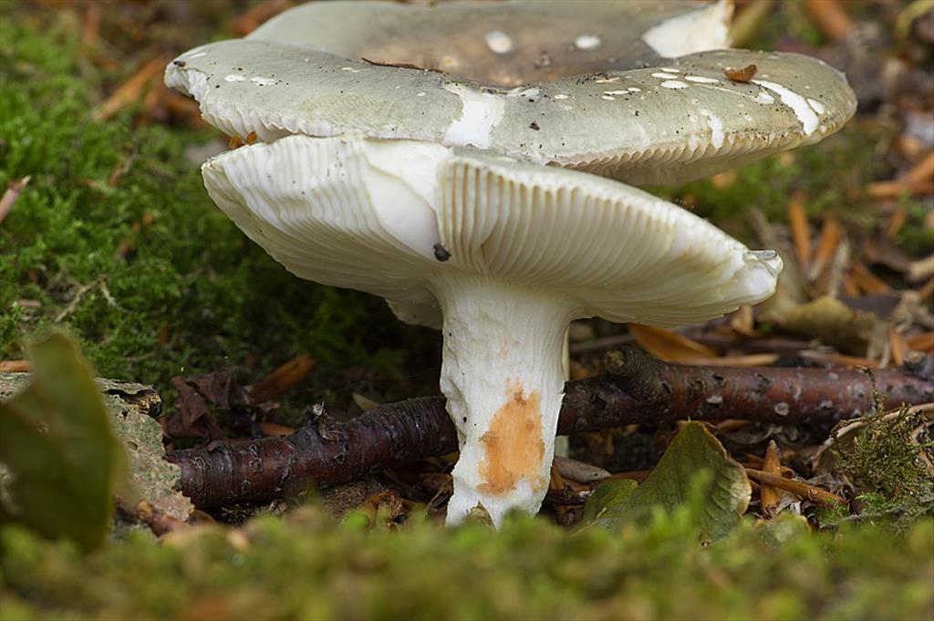 Russula ionochlora (door Hans Adema)