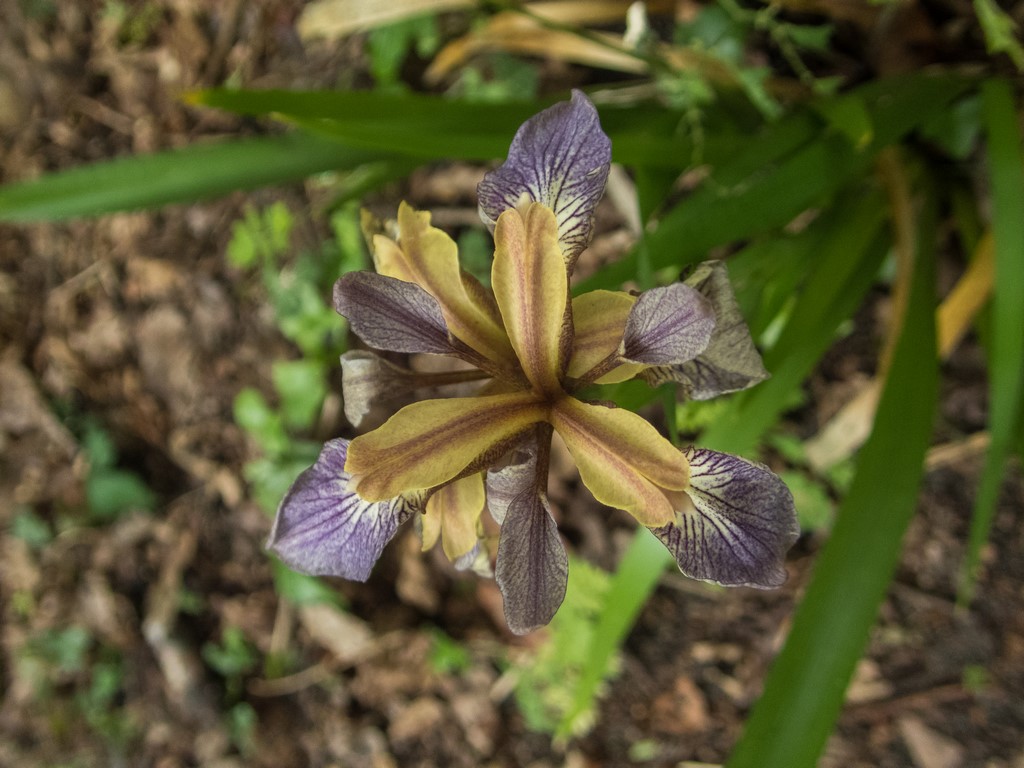 Iris foetidissima (door Peter Hegi)