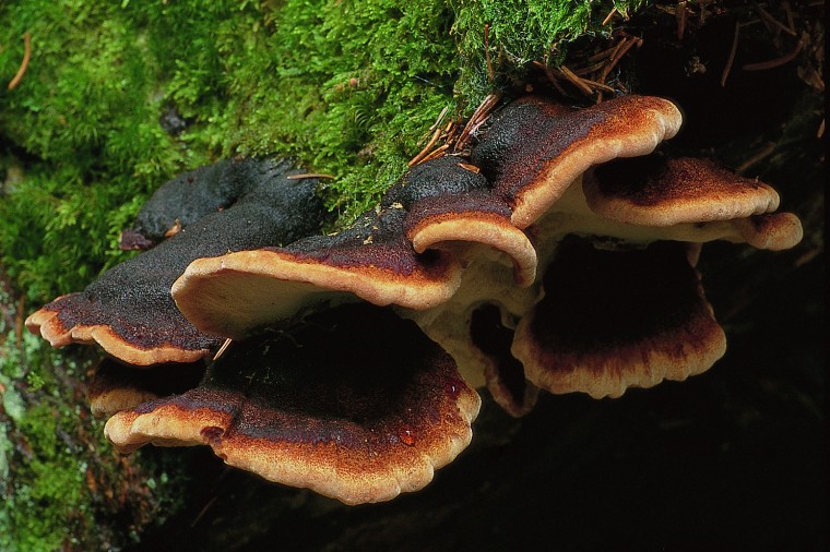 Ischnoderma benzoinum (door Henk Huijser)