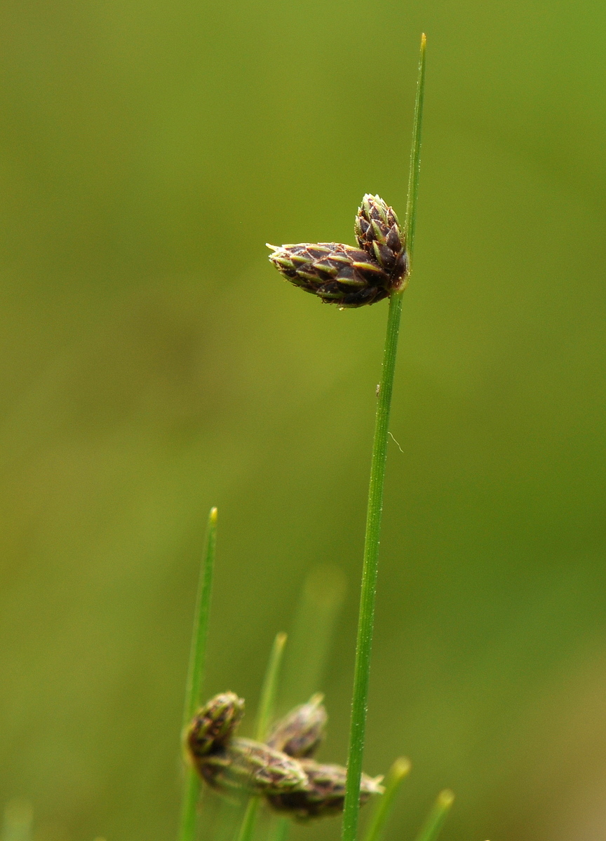 Isolepis setacea (door Willie Riemsma)