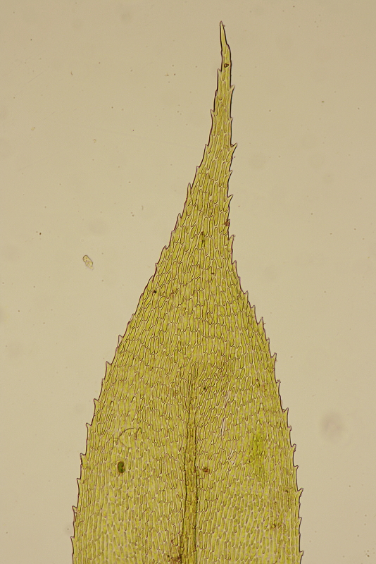 Isothecium myosuroides (door Jan Kersten)