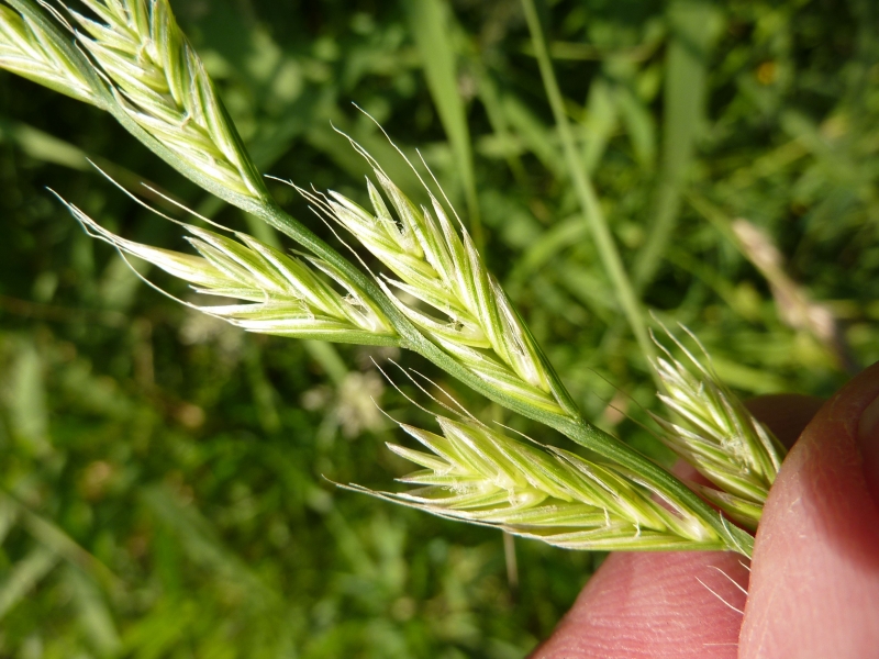 Lolium multiflorum (door Koen van Zoest)