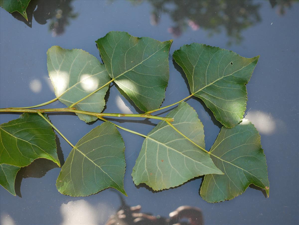 Populus nigra 'Italica' (door Wim van der Neut)