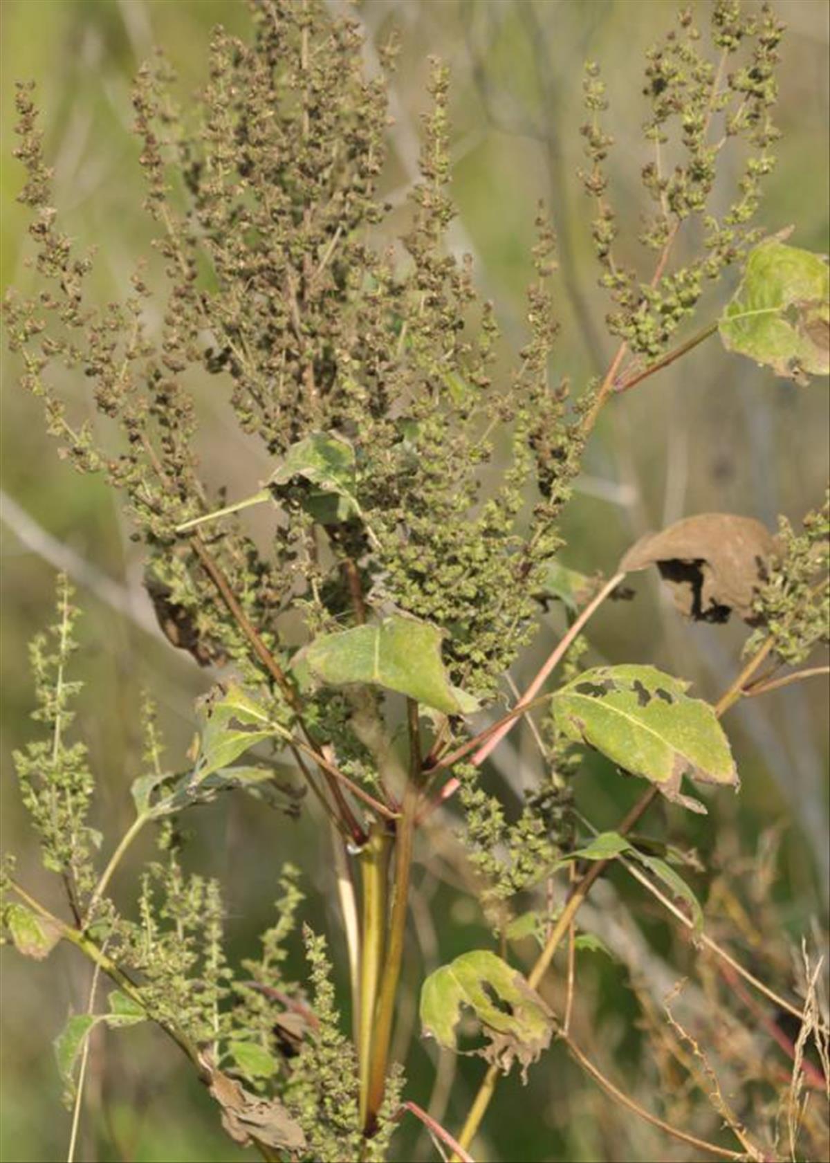 Iva xanthifolia (door Theo Muusse)