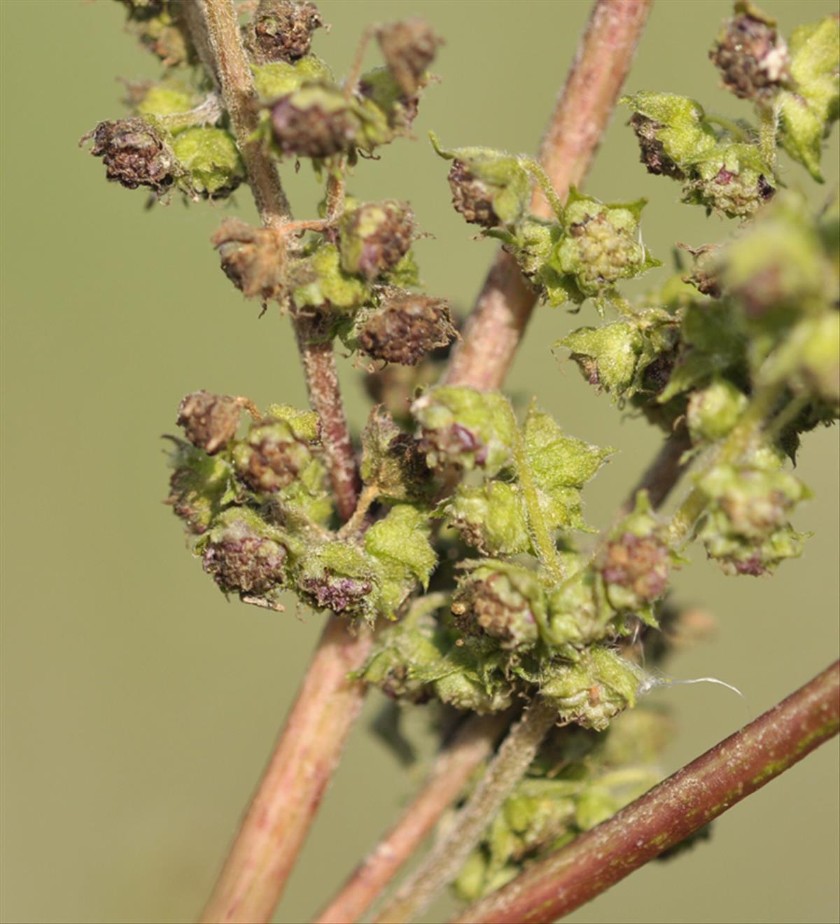 Iva xanthifolia (door Theo Muusse)