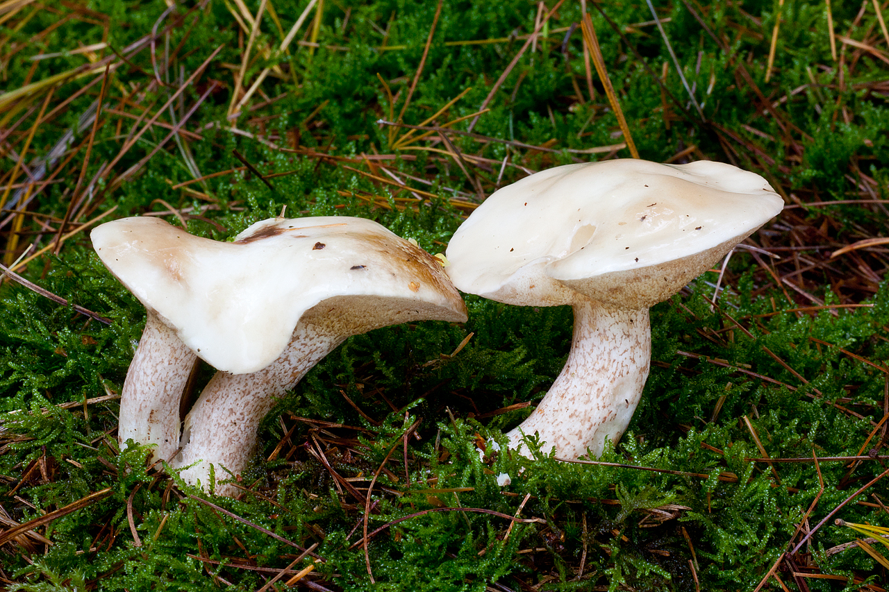 Suillus placidus (door John Breugelmans)