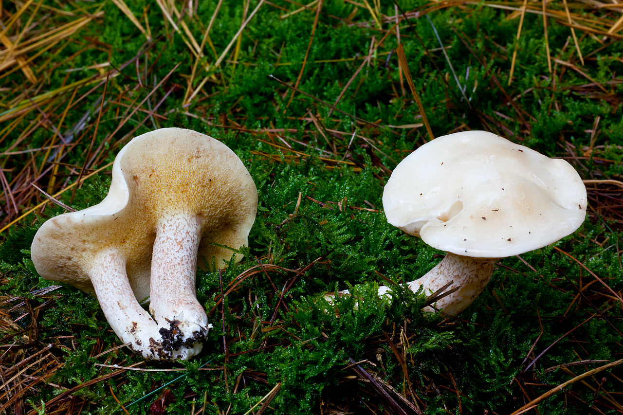 Suillus placidus (door John Breugelmans)