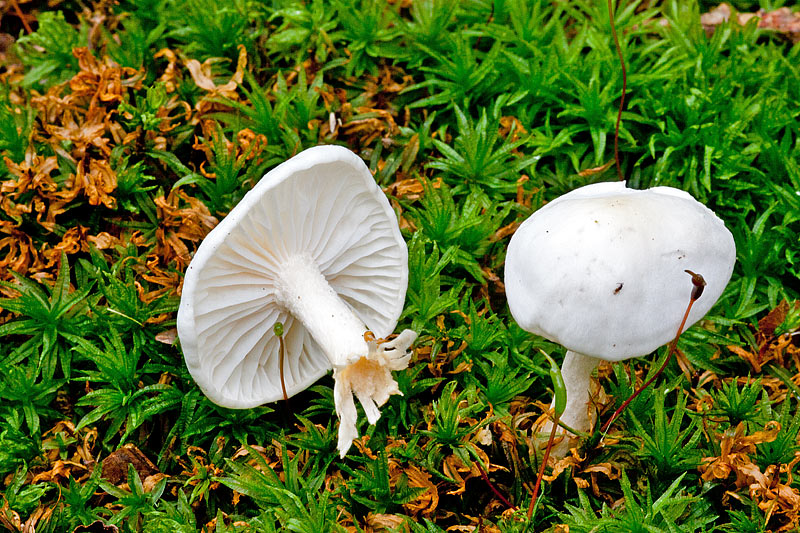 Hygrophorus eburneus (door John Breugelmans)