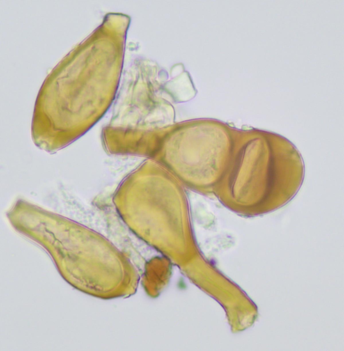 Puccinia caricina (door Leo Jalink)