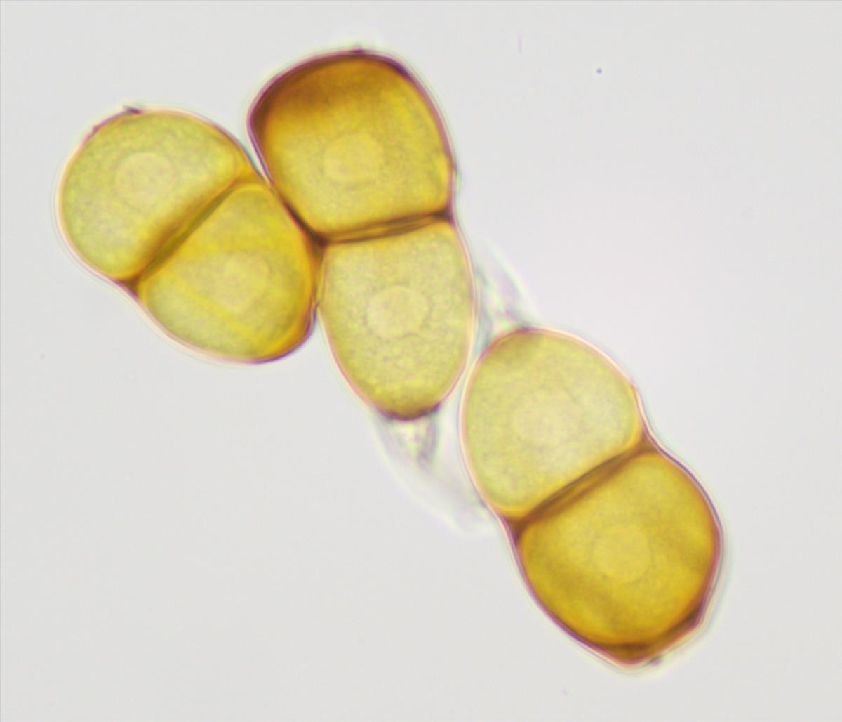 Puccinia allii (door Leo Jalink)