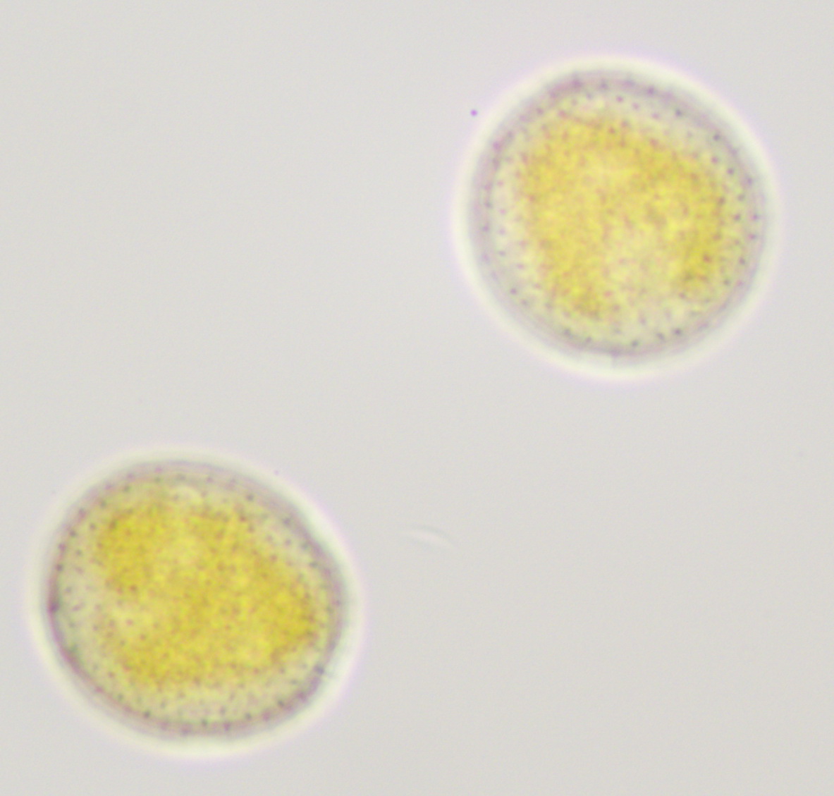 Puccinia recondita (door Leo Jalink)