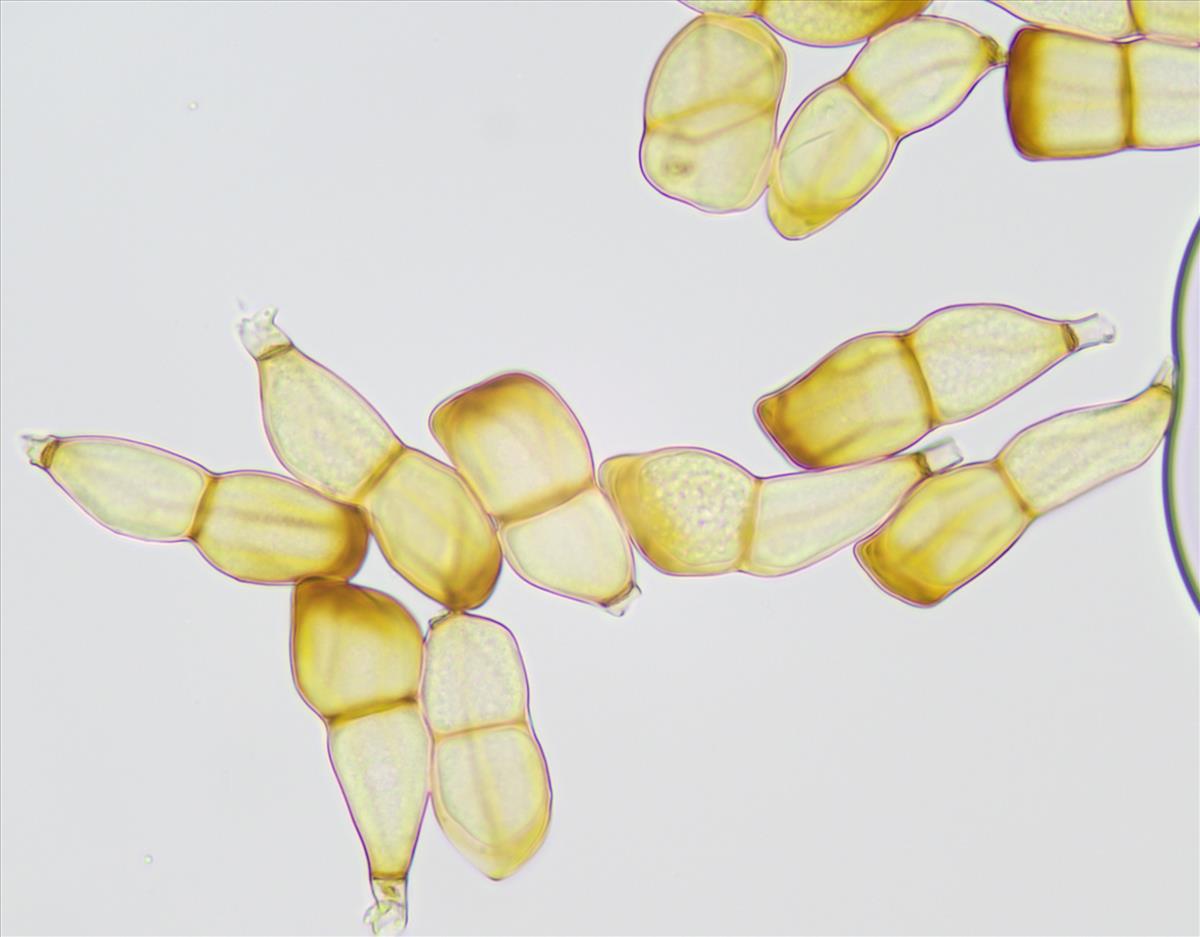 Puccinia recondita (door Leo Jalink)