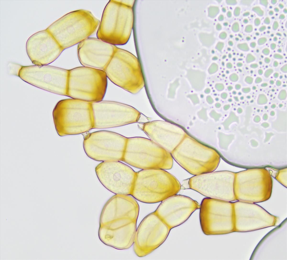 Puccinia recondita (door Leo Jalink)