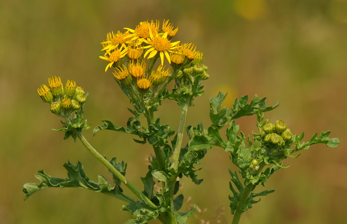 Jacobaea vulgaris subsp. vulgaris (door Willie Riemsma)