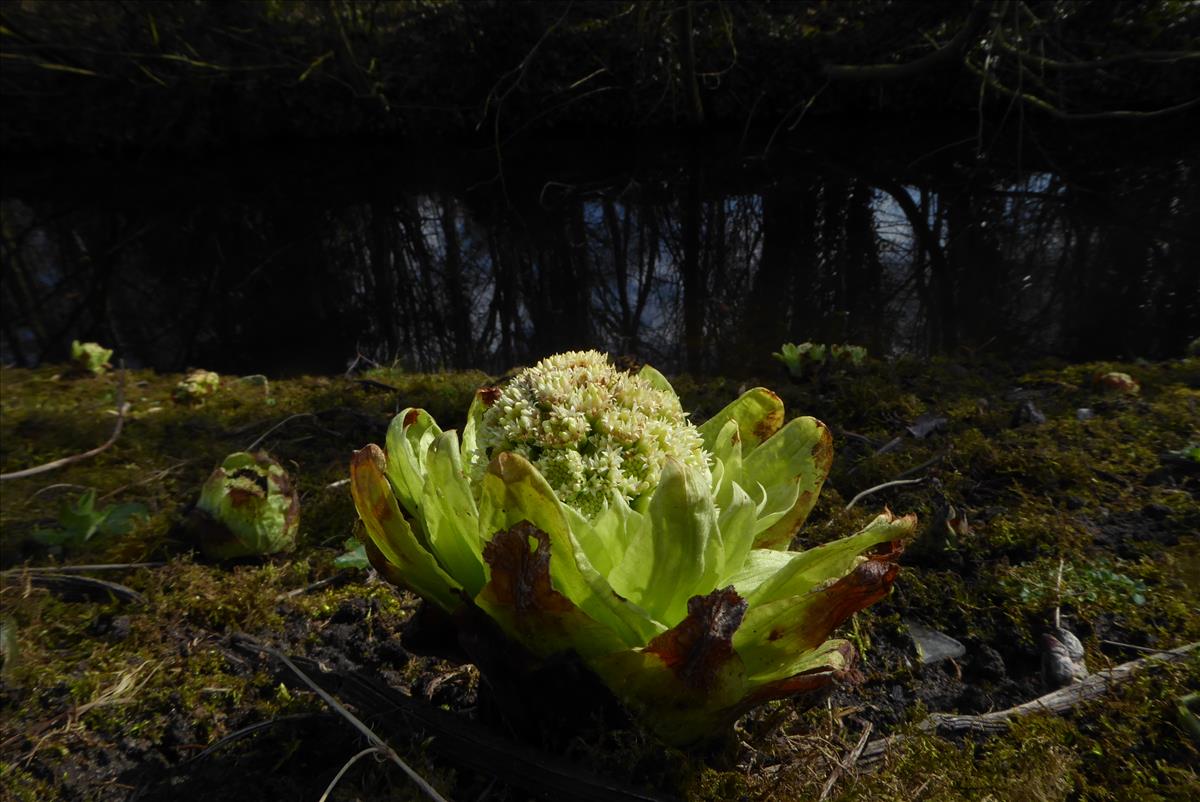 Petasites japonicus (door Koen van Zoest)