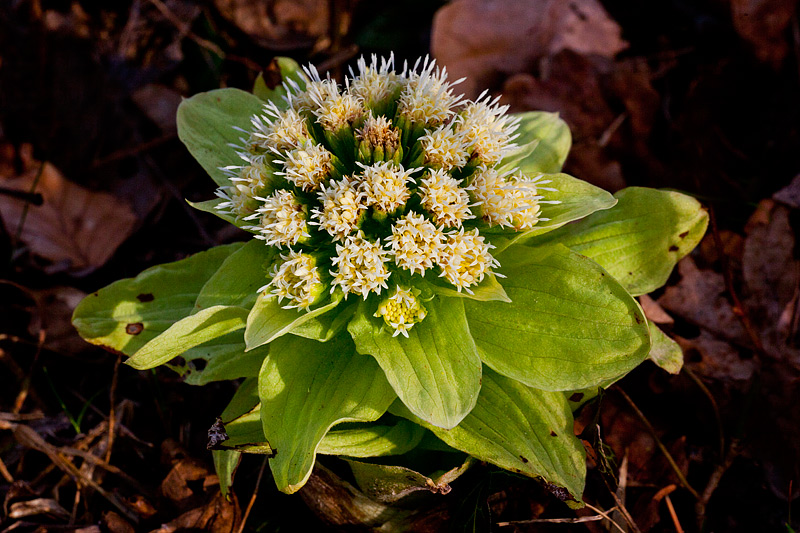 Petasites japonicus (door John Breugelmans)