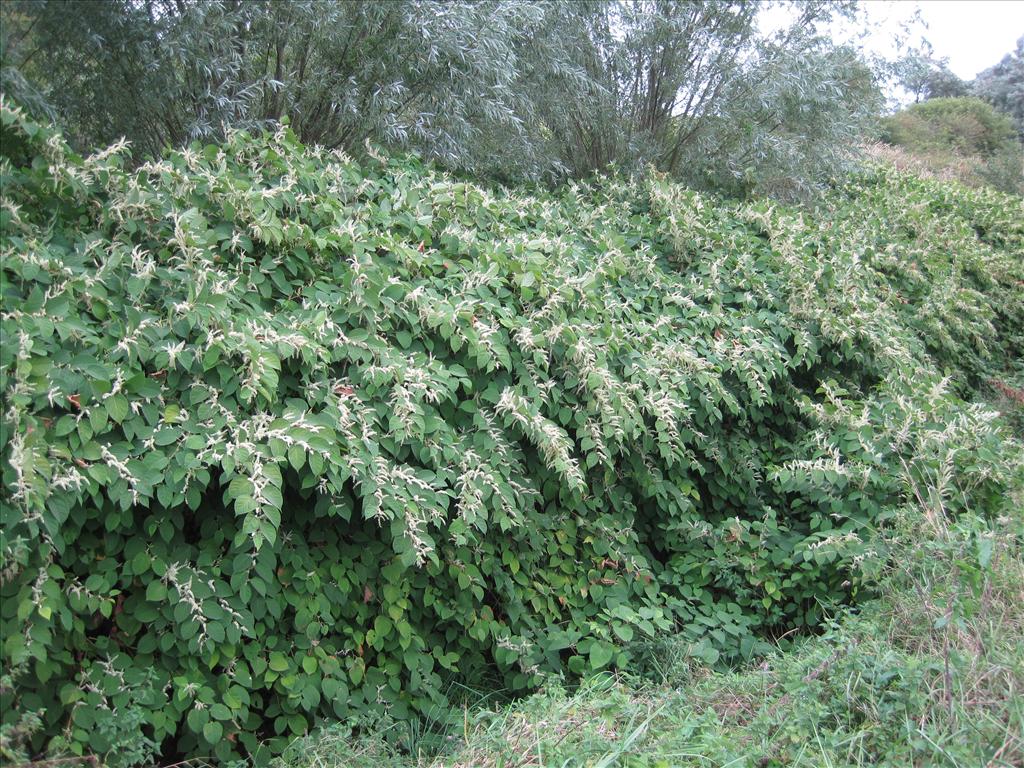 Fallopia japonica (door Grada Menting)