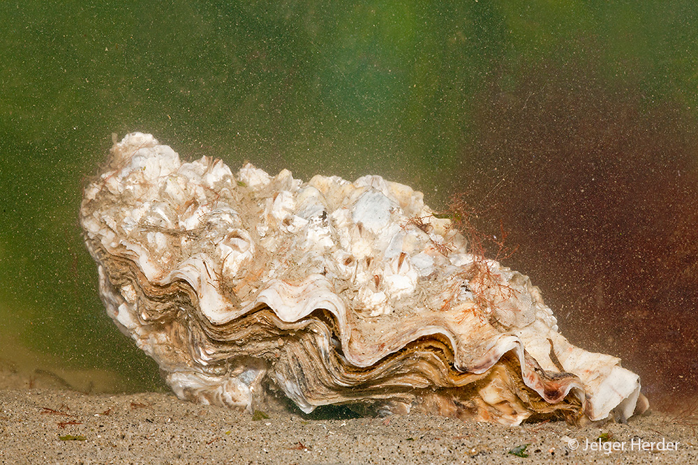 Crassostrea gigas (door Jelger Herder)